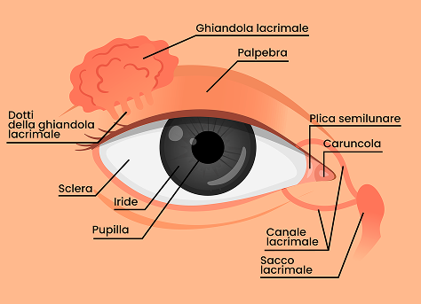 INFOGRAFICA: ANATOMIA DELL'OCCHIO